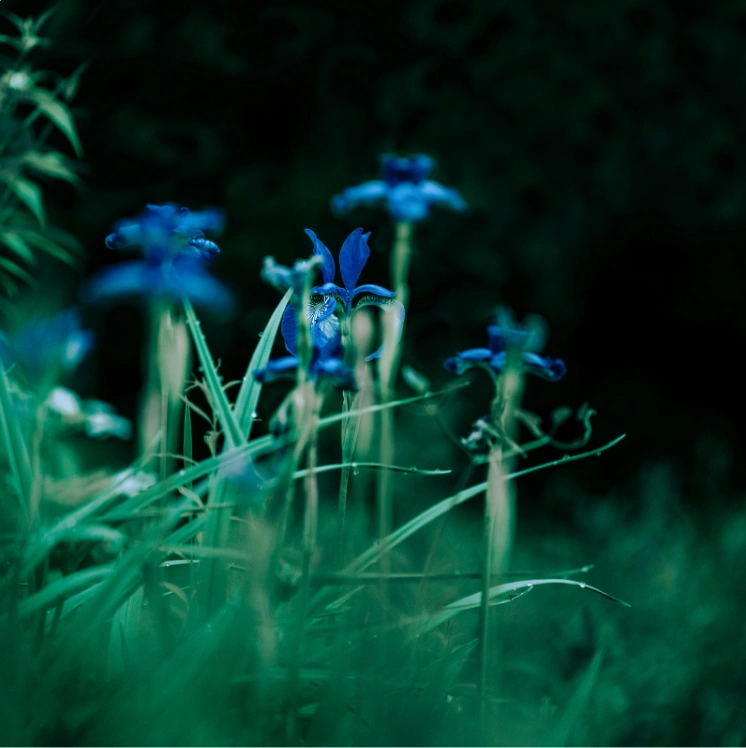 coordinato per matrimonio a tema iris blu